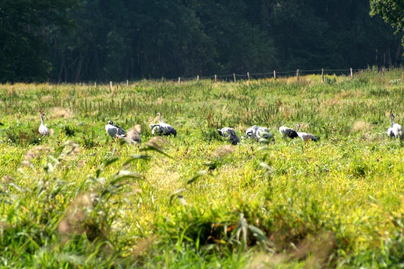 Kraniche in Mecklenburg - Kranich (lat. Grus grus)